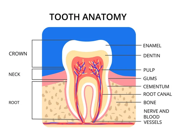 Infográfico Anatomia Dentária Perfeito Para Cartaz Médico Banner Vetor Eps10 —  Vetores de Stock