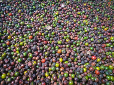 Satmaya hazır olduğunda Kara Biber arkaplan dokusu