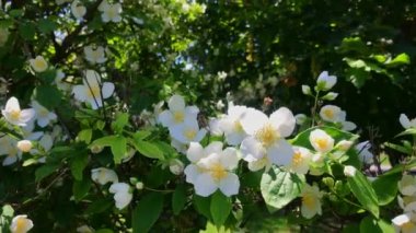 Güzel yeşil yasemin çalıları, güneşli bir günde bahçenin ortasında sarı merkezli beyaz çiçeklerle çiçek açıyor. Yasemin dalları rüzgarda sallanıyor. Yasemin ve aroma yağlı yeşil çay kavramı. 