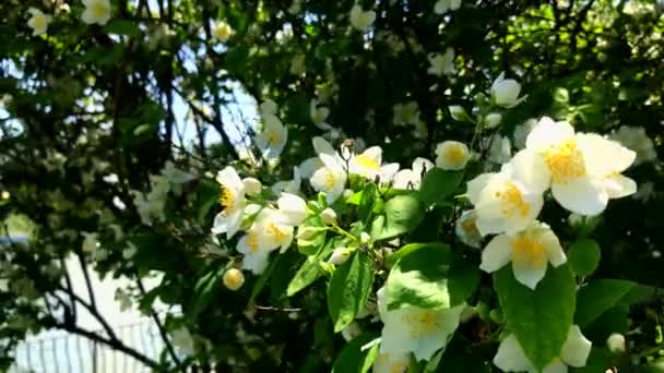 Belos Arbustos Jasmim Verde Florescendo Flores Brancas Com Centro Amarelo — Vídeo de Stock