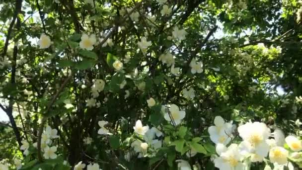 晴れた日には庭に黄色の中心を持つ白い花に咲く美しい緑のジャスミンの茂み ジャスミンの枝は風から揺れる ジャスミンと緑茶のコンセプト アロマオイル — ストック動画
