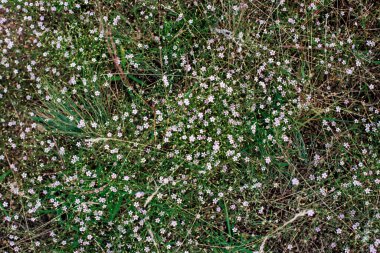 Yeşil çimenlerin ve küçük pembe kır çiçeklerinin arka planı. Vahşi çayır. Çevresel koruma. Ormanda yeşil yapraklı çalılık ve bitki örtüsü, güneşli bir bahar günü. Kartpostal Şirin mini bitki