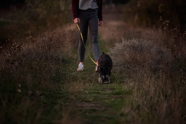 Modern Kaukázusi Lány Pórázon Jár Egy Schnauzer Kutyával Egy Őszi — Stock Fotó