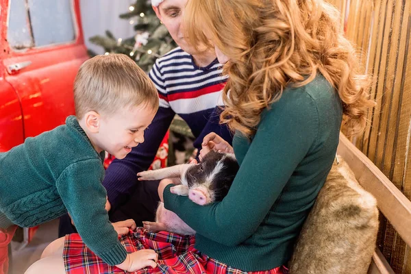 가족이 크리스마스 갈랜드 화환으로 선물이 근처에서 아들과 집에서 돼지와 재미있는 — 스톡 사진