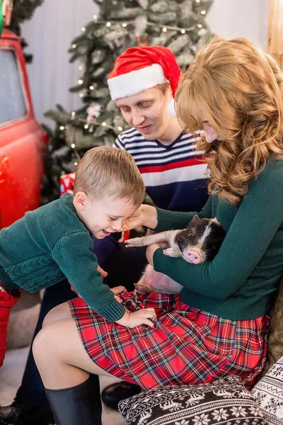 Uma Família Feliz Está Divertindo Com Pequeno Filho Mini Porco — Fotografia de Stock