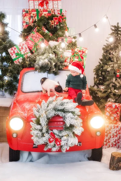 Noel Baba Şapkası Takan Küçük Bir Çocuk Küçük Bir Domuzla — Stok fotoğraf