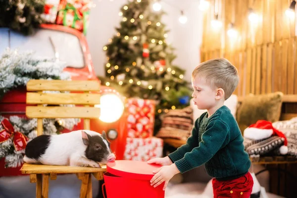 Retrato Niño Feliz Que Juega Con Mini Cerdos Cajas Rojas —  Fotos de Stock