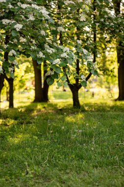 Ağaç dallarında açan beyaz çiçekler, sakin bir parktaki yemyeşil çimenlerin üzerinde nazikçe asılı, huzur dolu ve resimsel bir doğal manzara yaratıyor.