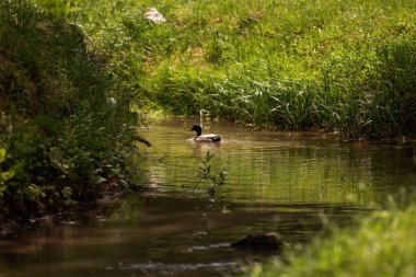 Güneşli bir günde, yemyeşil bitki örtüsüyle çevrili küçük bir nehirde yüzen güzel erkek yaban ördeği huzurlu ve doğal bir manzara yaratır.