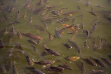 Tatlı su balıkları donuk yeşil sularda zarifçe yüzerler. Huzuru ve doğayla olan derin bağlantıyı anımsatırlar. Su yaşamının güzelliğine huzurlu bir bakış sunarlar.