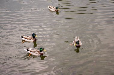 Dört yaban ördeği, sakin bir gölette zarifçe yüzerek, arka planda canlı bir koi balığı süzülürken, yüzeyde hafif dalgalar oluşturur.