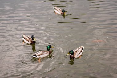 Dört yaban ördeği, sakin bir gölette zarifçe yüzerek, arka planda canlı bir koi balığı süzülürken, yüzeyde hafif dalgalar oluşturur.