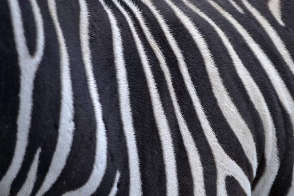 Siyah Beyaz Çizgiler Boynuna Zebranın Yelesine Yakın Çekim Natunal Doku — Stok fotoğraf