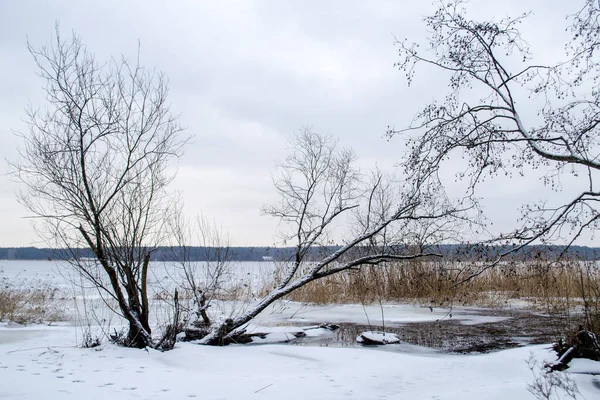 Trees by the lake. Coast of lake with cane in winter. Scenic landscape of winter morning in Jugla lake in Latvia.