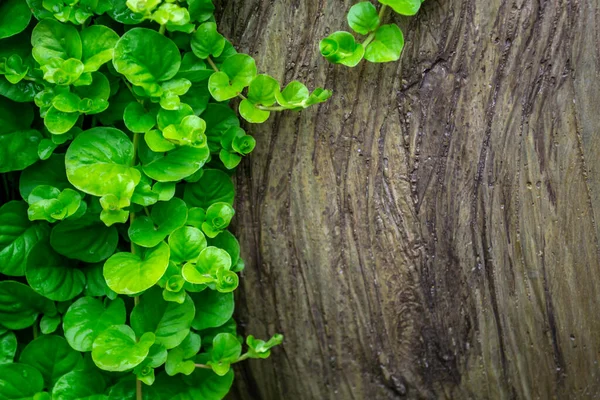 Groene Bladeren Met Achtergrond Van Hout Boompje Blaadjes Met Plaats — Stockfoto