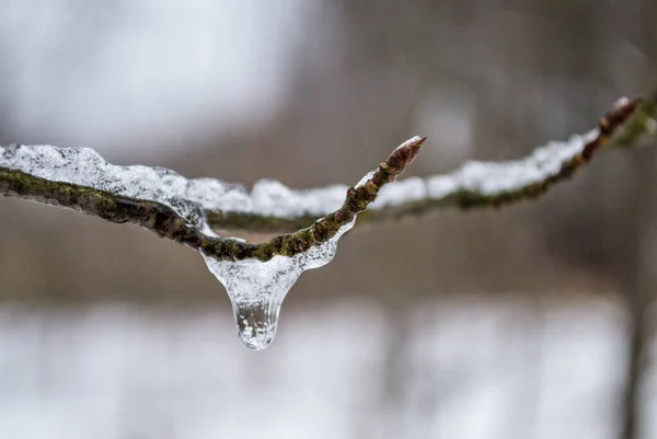 冷落在树枝上 冬天要来了第一次霜冻分枝上的冰柱 — 图库照片