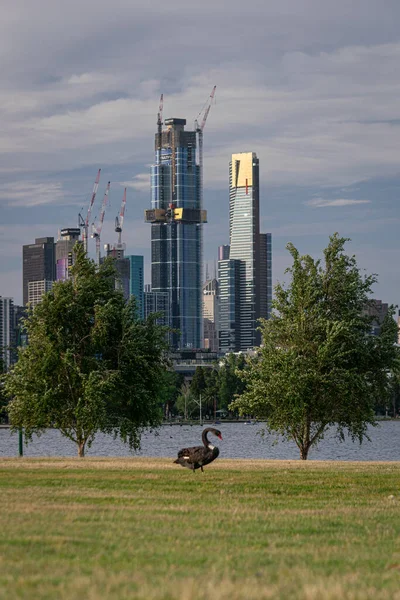 MELBOURNE, AUSTRALYA - 22 Kasım 2019: Arka planda Melbourne CBD ile Albert Park Gölü 'nde bir kuğu.