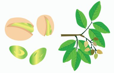 Antep fıstığı vektör fındık ve kuru meyve kabukları düz çizim bırakır 