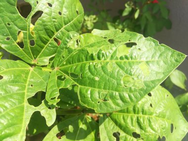 böcekler yaprakları yedi zarar görmüş bitkiler 