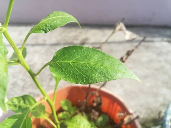 Blätter Der Pflanze Hautnah Bei Morgensonne — Stockfoto