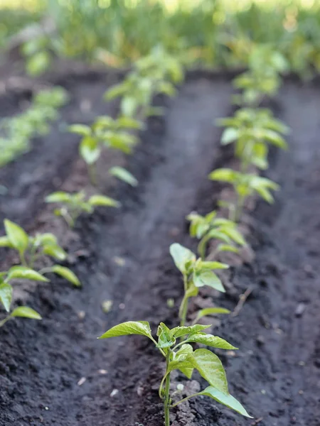 Spring agricultural background. On the plot of land grow young pepper plants.