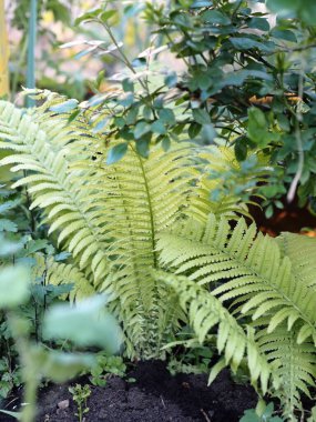 Bahar bitkileri. Bahçede genç bir eğreltiotu çalısı yetişiyor..