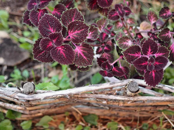 Coleus Med Röda Blad Inomhusväxt För Sommarperioden Planterad Trädgården Växer — Stockfoto