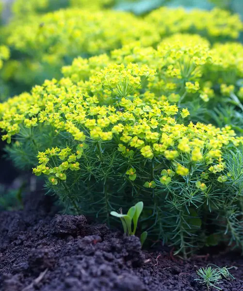 Spring Flower Background Bed Flowering Spurge Cypress Yellow Flowers Evening — Stock Photo, Image