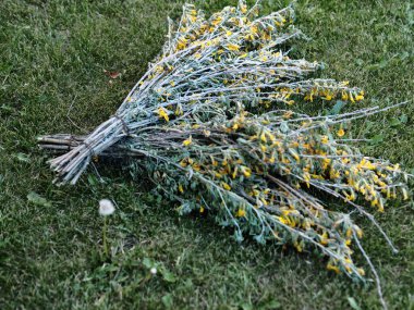 The twigs of the shrub caragana, or Cilhi, with small leaves and small yellow flowers.Convenient factory for the production of street brooms and brooms. Two brooms on the green grass of the lawn. clipart