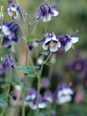 Bahar bitkisi tıbbi geçmişi. Aquilegia çiçekleri, günlük yaşamda yakalama ya da Orlik olarak adlandırılır, bahçede çiçek açar. Tıpta kullanılır..