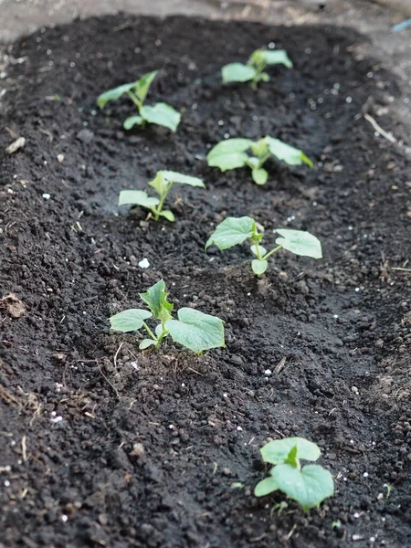 農業産業 プロット上の野菜園の若いキュウリの植物 — ストック写真