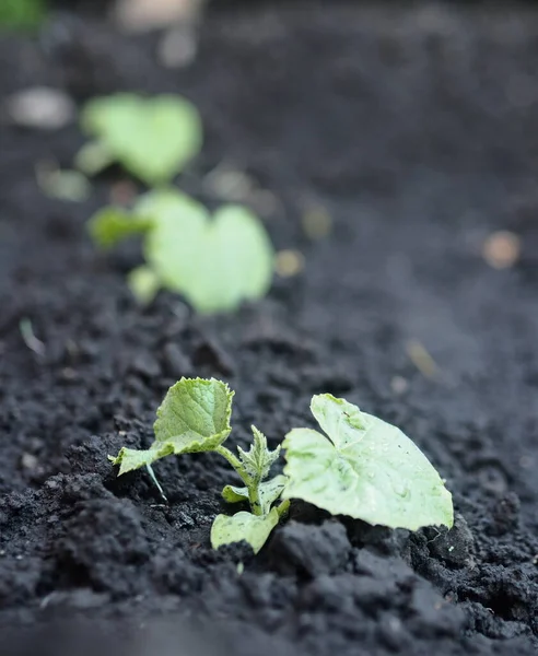 Tarım Endüstrisi Sebze Bahçesindeki Genç Salatalıklar — Stok fotoğraf