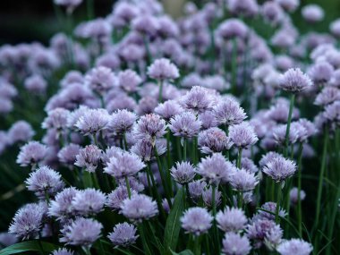 Bahar tarımsal arka plan. Dekoratif çiçekli soğan ve mor çiçekli bir yatak. İyi akşamlar..