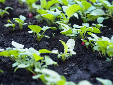 Bahar tarım geçmişi. Baharın başında yetişen turplu bahçe yatağı..