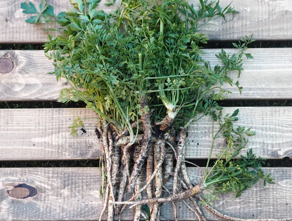 Medical Food Background Parsley Root Just Pulled Out Ground Spring — Stock Photo, Image