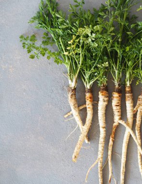 Gri ahşap masaya kök salmış maydanoz. İlaç ve beslenme için maydanoz kökü bahar hasadı.