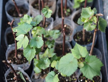 Bahçe. Üzüm kesimleri ilkbaharda ekime hazır. Yeni yeşil filizler ekilmeye hazır..