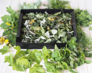 Beyaz ahşap bir masada şifalı bitkiler. Kurutulmaya hazır taze otlarla çevrili kurumuş otlarla kaplı siyah ızgara. Gelecek için şifalı bitkilerin bahar hazırlıkları.