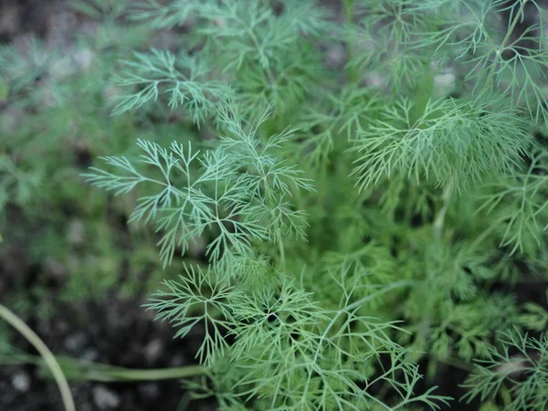 Yararlı Tıbbi Bitkiler Açık Arazide Yetişen Taze Dereotlarının Sulu Yeşil — Stok fotoğraf