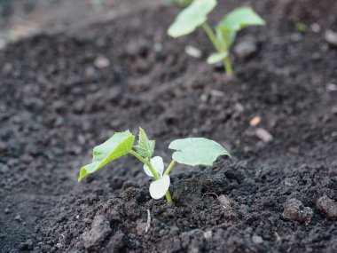 Tarım endüstrisi. Sebze bahçesindeki genç salatalıklar..