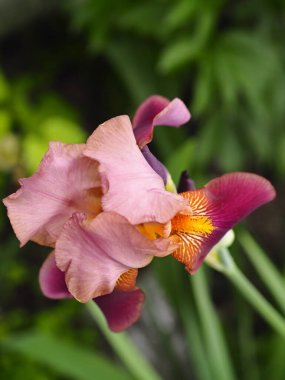Bahar çiçeği arka planı. Kestane, sarı, krema, güzel kokulu süsen çiçekleri bahçede yetişir..
