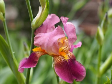 Bahar çiçeği arka planı. Bahçede popüler narin iris çiçekleri yetişiyor..