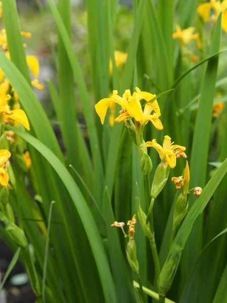 Amarillo Flores Iris Fragantes Populares Crecen Jardín Primavera Flor Fondo — Foto de Stock