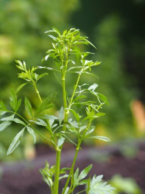 Tarım baharı geçmişi. Büyümenin ikinci yılında maydanoz bitkisinin uzun sapı. Çiçek açmaya hazır..