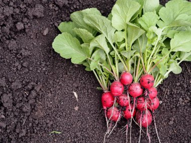 Tarımsal sebze arka planı. İlkbaharda doğal, taze toplanmış turplar bahçede yetişir, yere yayılır..