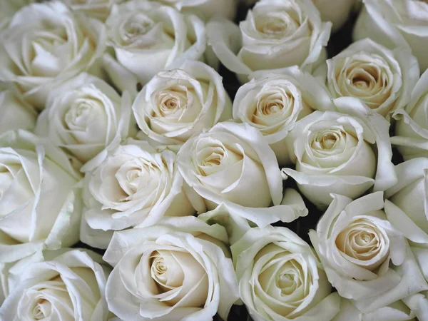 Félicitations Fête Grand Bouquet Roses Blanches Sur Fond Gris Dans — Photo