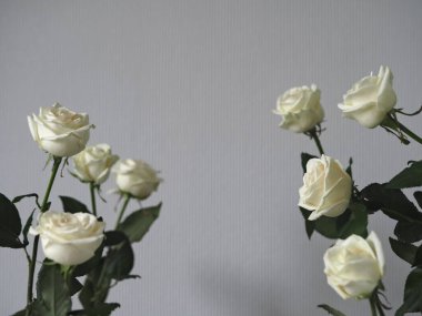 Tebrik kartı. Gri arka planda beyaz güllerin arka planı. Metin için yer.