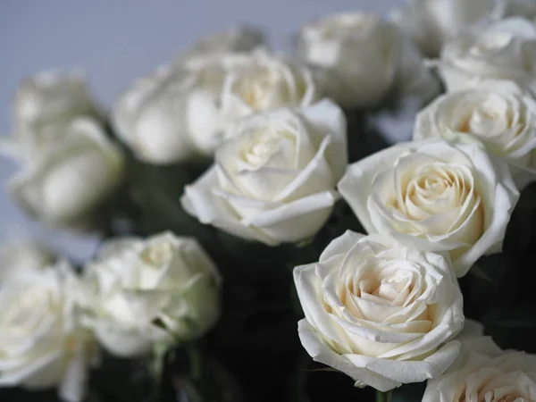 Ευχετήρια Κάρτα Ένα Μεγάλο Μπουκέτο Λευκά Τριαντάφυλλα Γκρι Φόντο Θέση — Φωτογραφία Αρχείου
