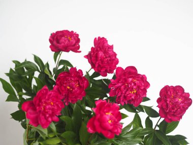 Tebrik mesajı için uygun bir yer. Bahar çiçeği arkaplanı. Gri ışıklı arka planda kırmızı şakayıklar.