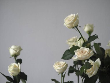 Tebrik kartı. Gri arka planda beyaz güllerin arka planı. Metin için yer.